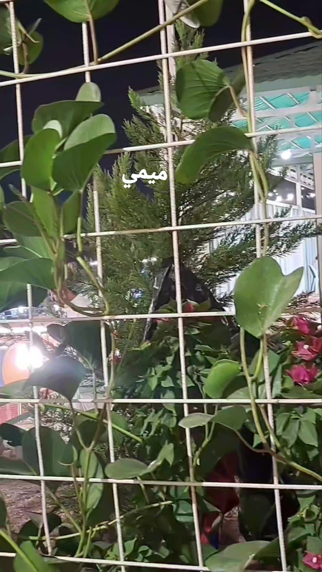 @ميمي ✨️
