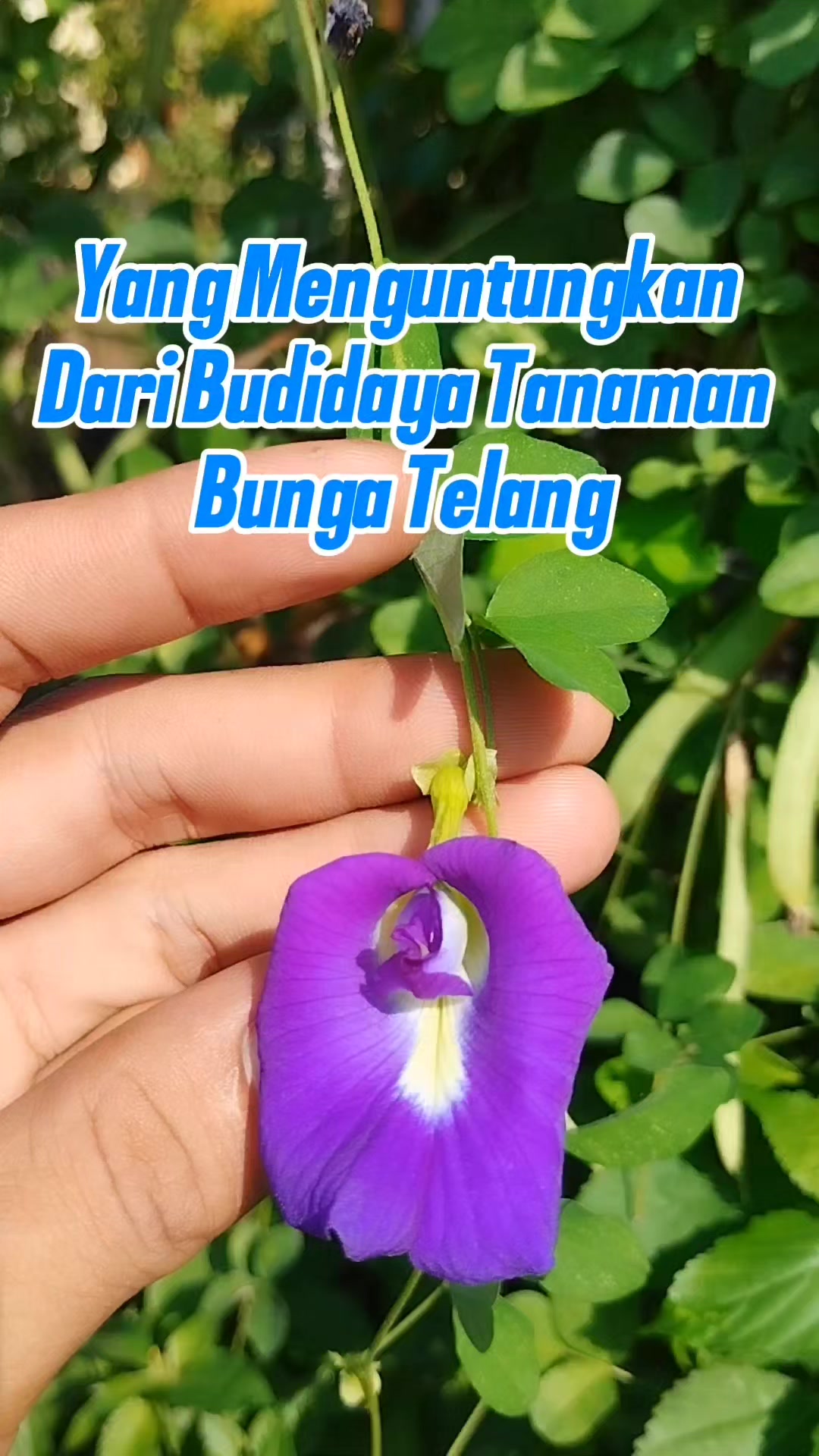 @Bukit Farming