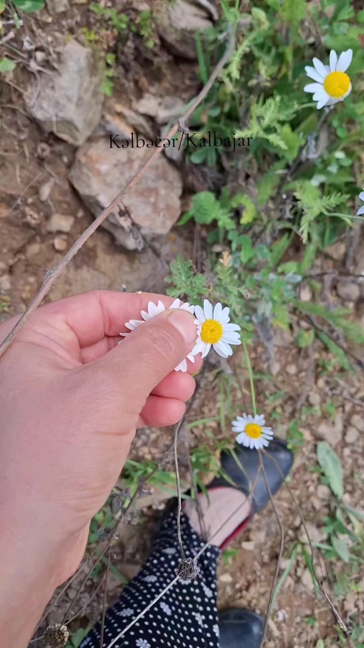 @olannanolmazdan