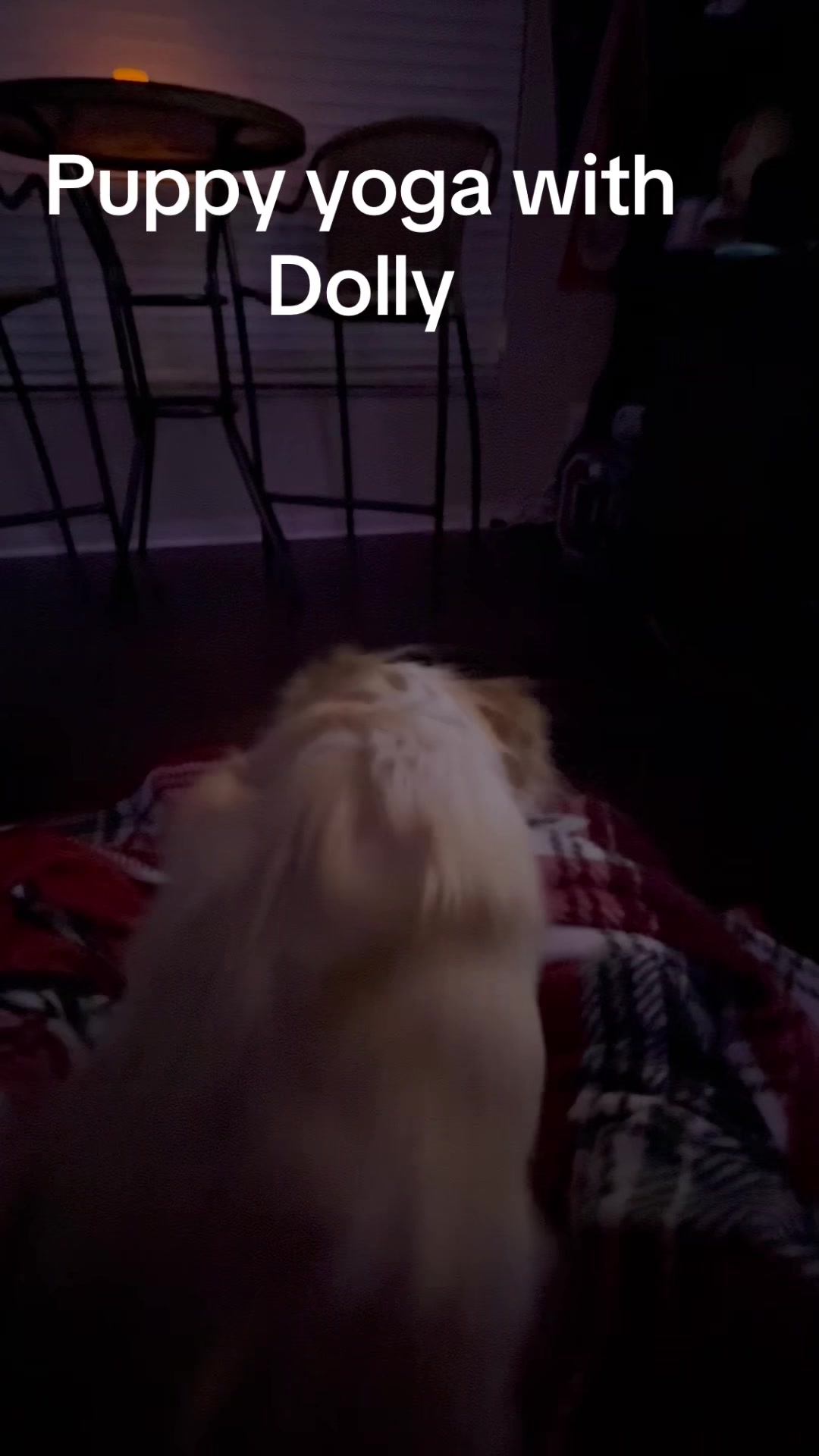 @hankanddollyrescuedogs