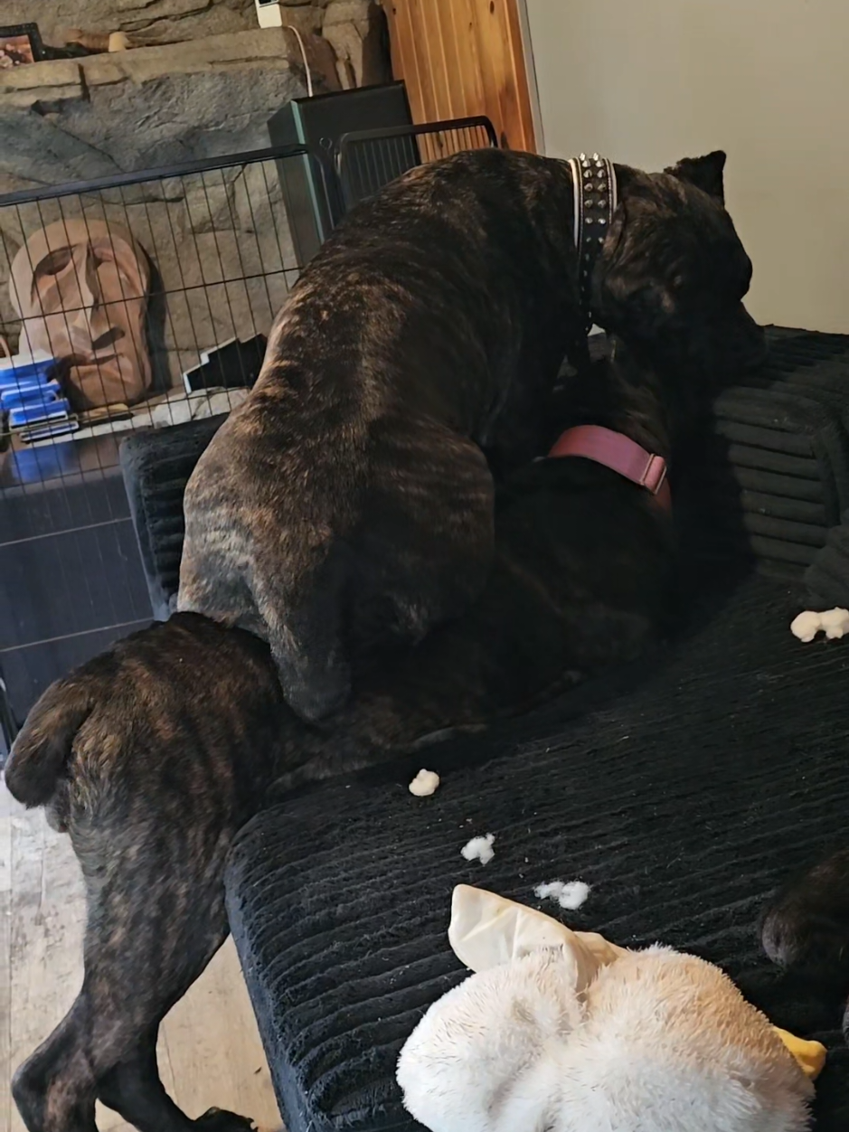 @SalmonCreekCaneCorso