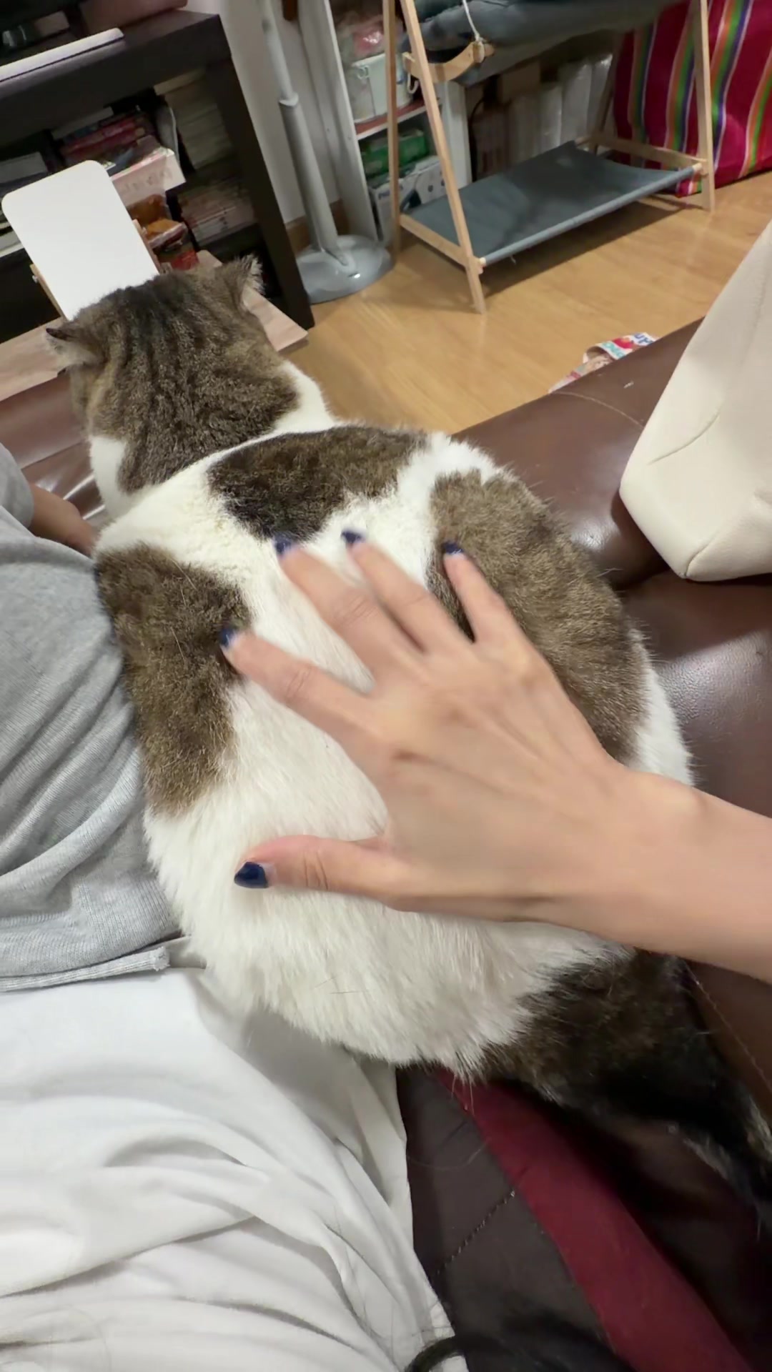 @Ramita 🐱