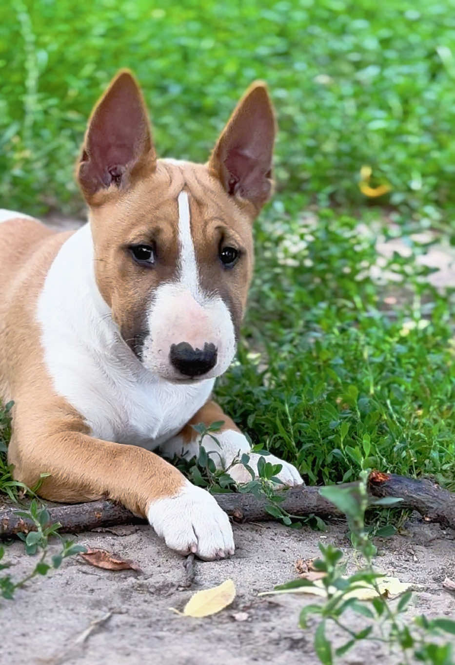 @Terra_Viva_minibullterrier