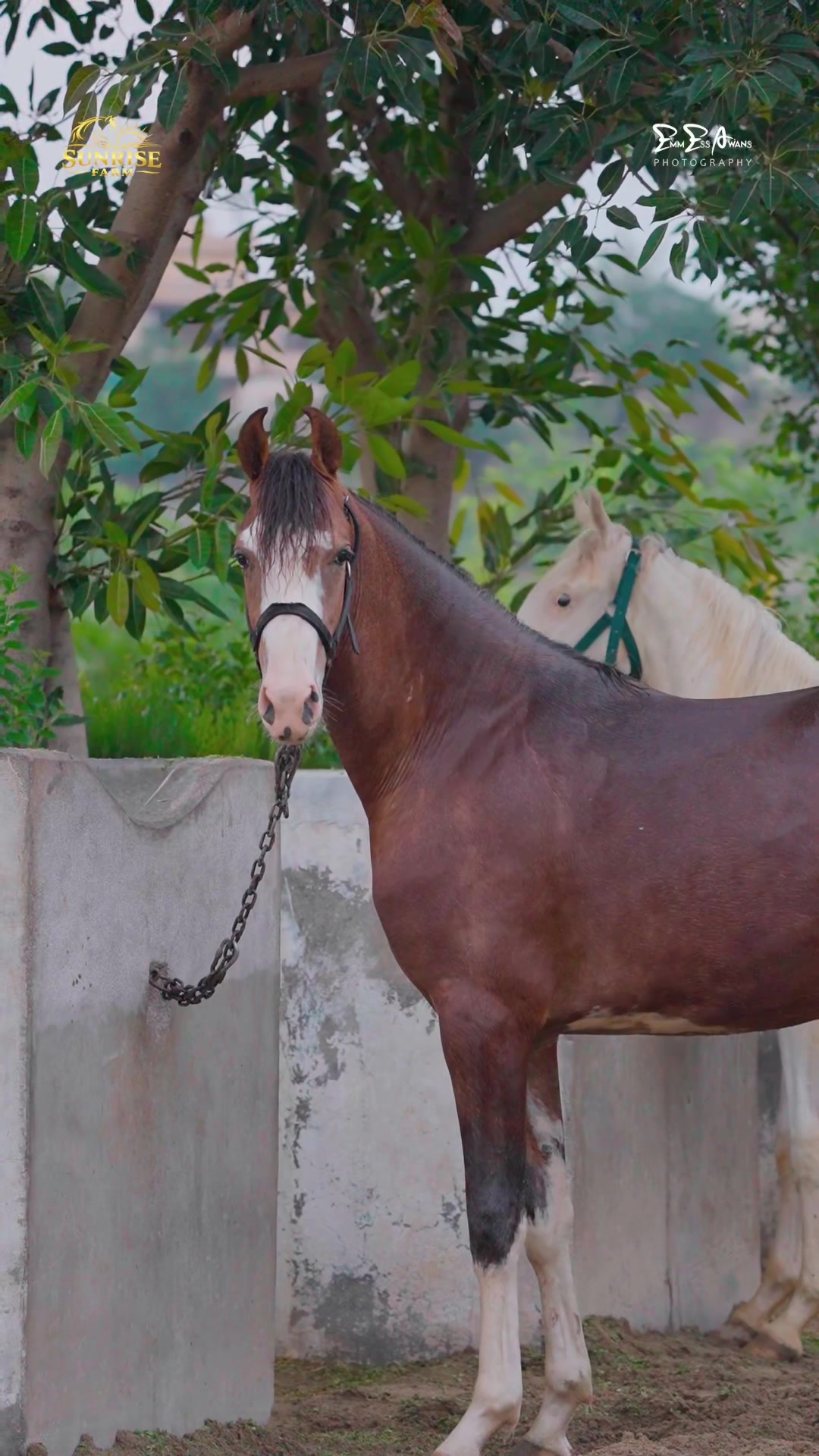 @SUNRISE STUD FARMS RAWALPINDI