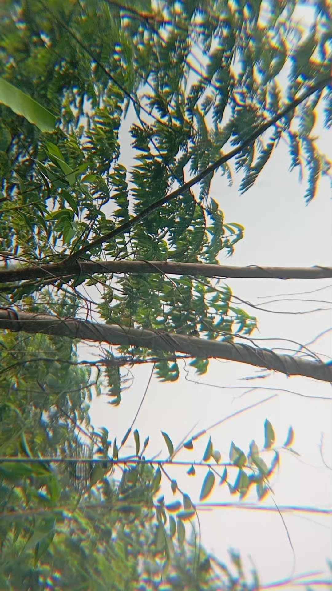 @Srindit kaltara 🦜
