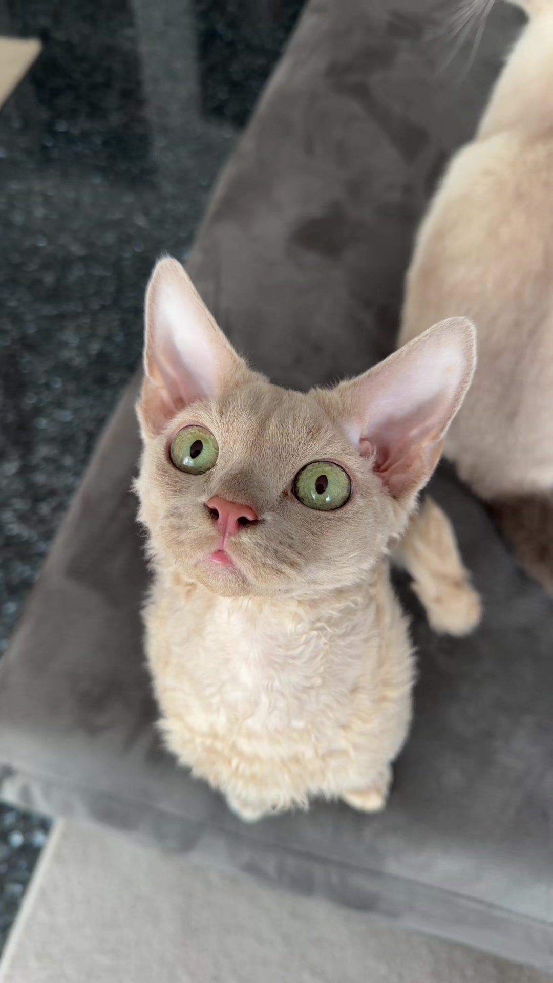 @TugbasCats