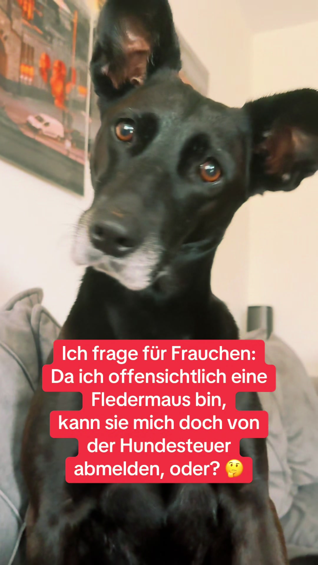 @BLACKY 🐶🐾
