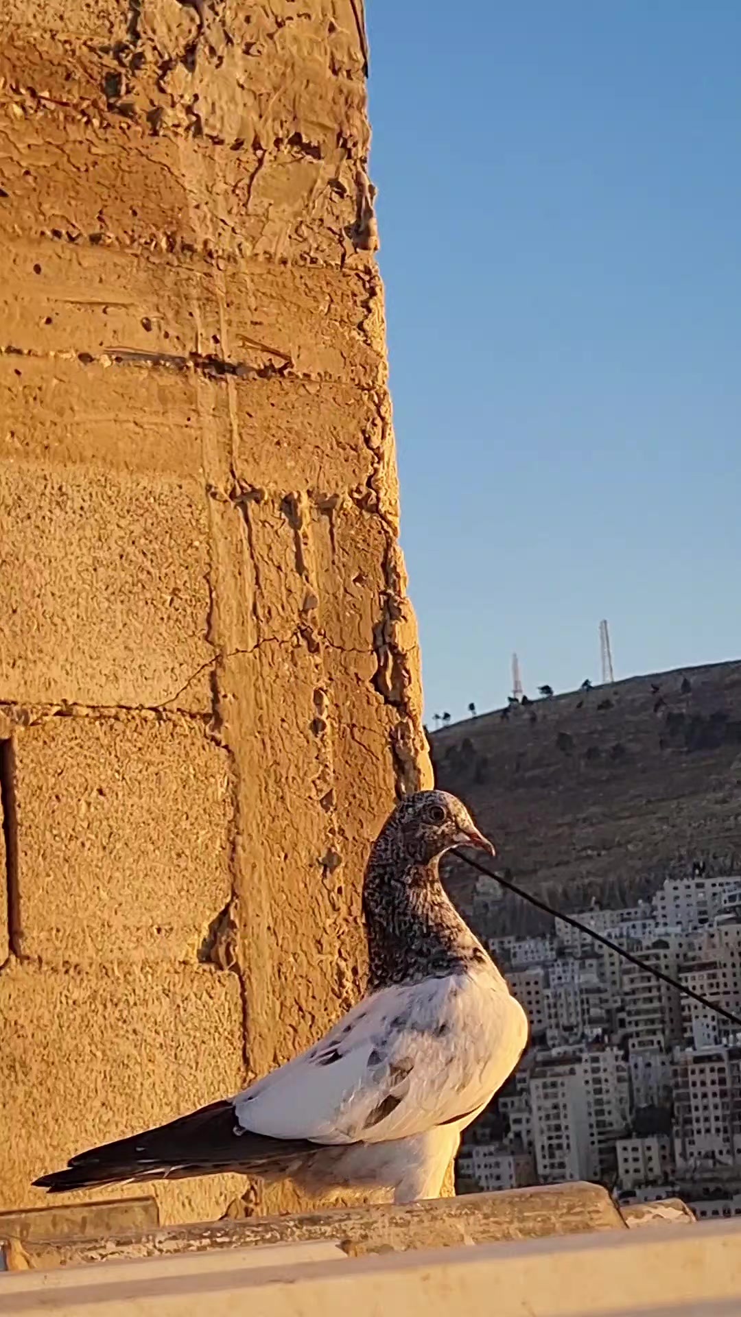 @Pigeons Tv