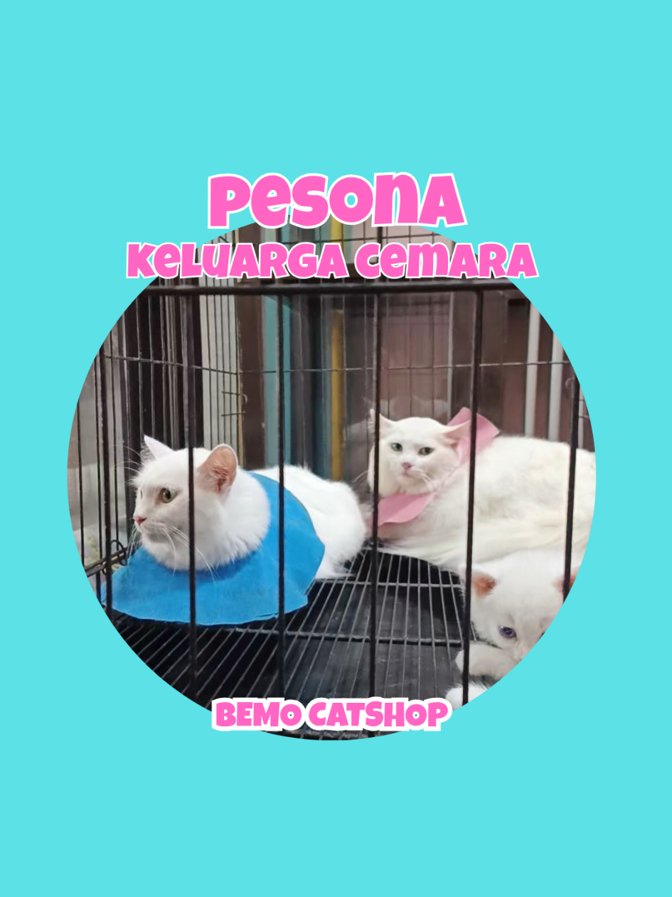 @Bemo Catshop