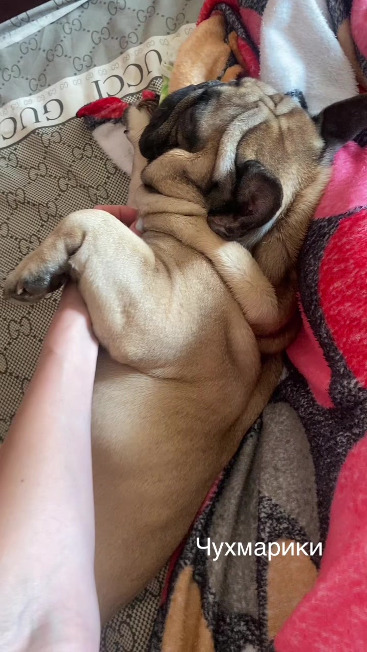 @_holly_bulls_