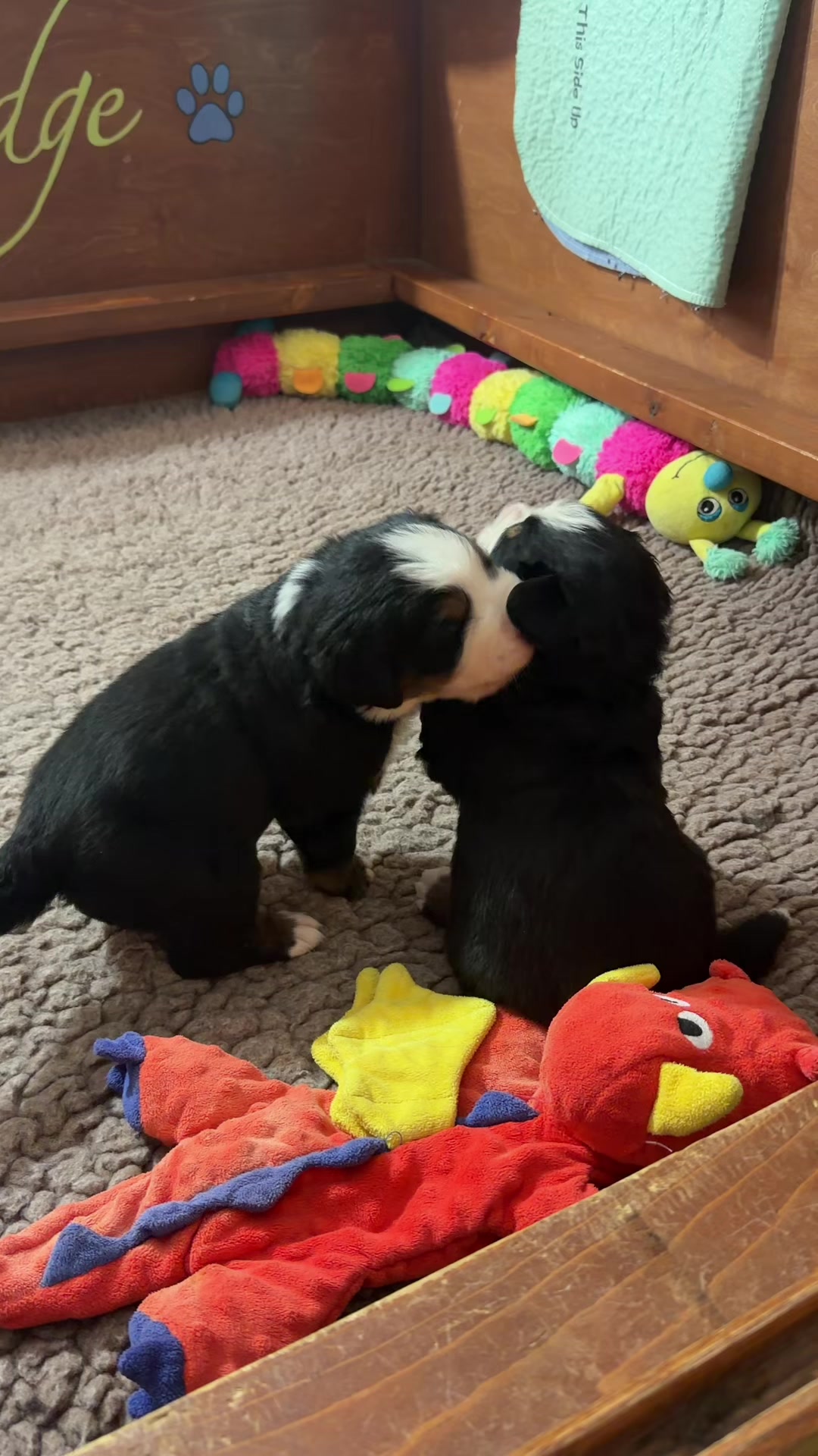 @SennenridgeBernese