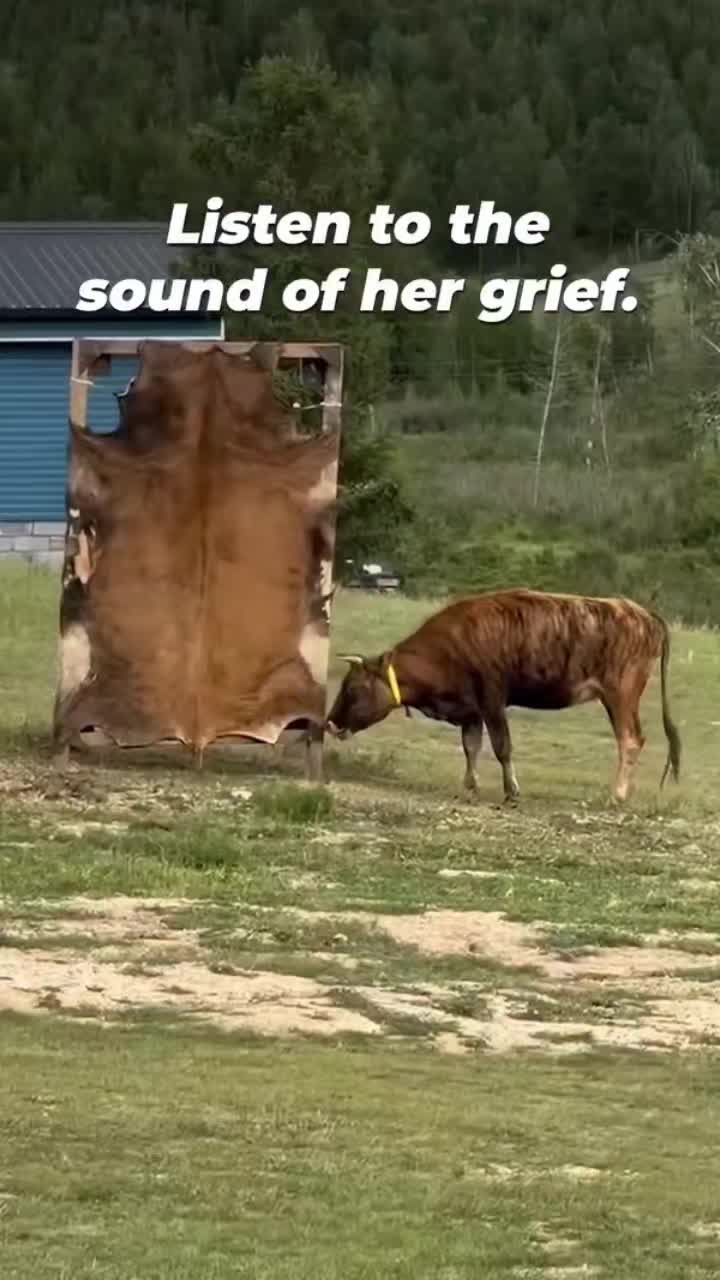 @advocate4animals