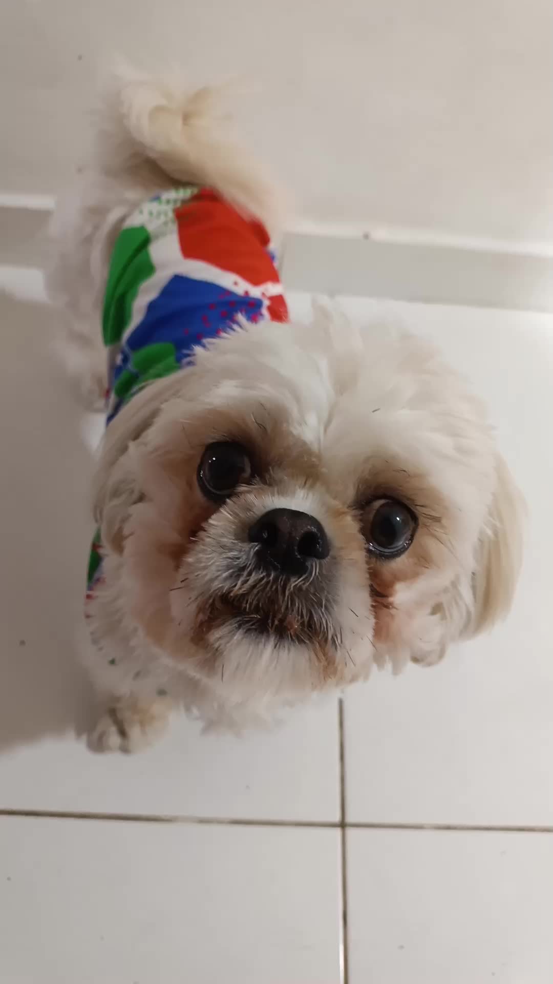 @💓🐶OTTO POLAR 🐶💓