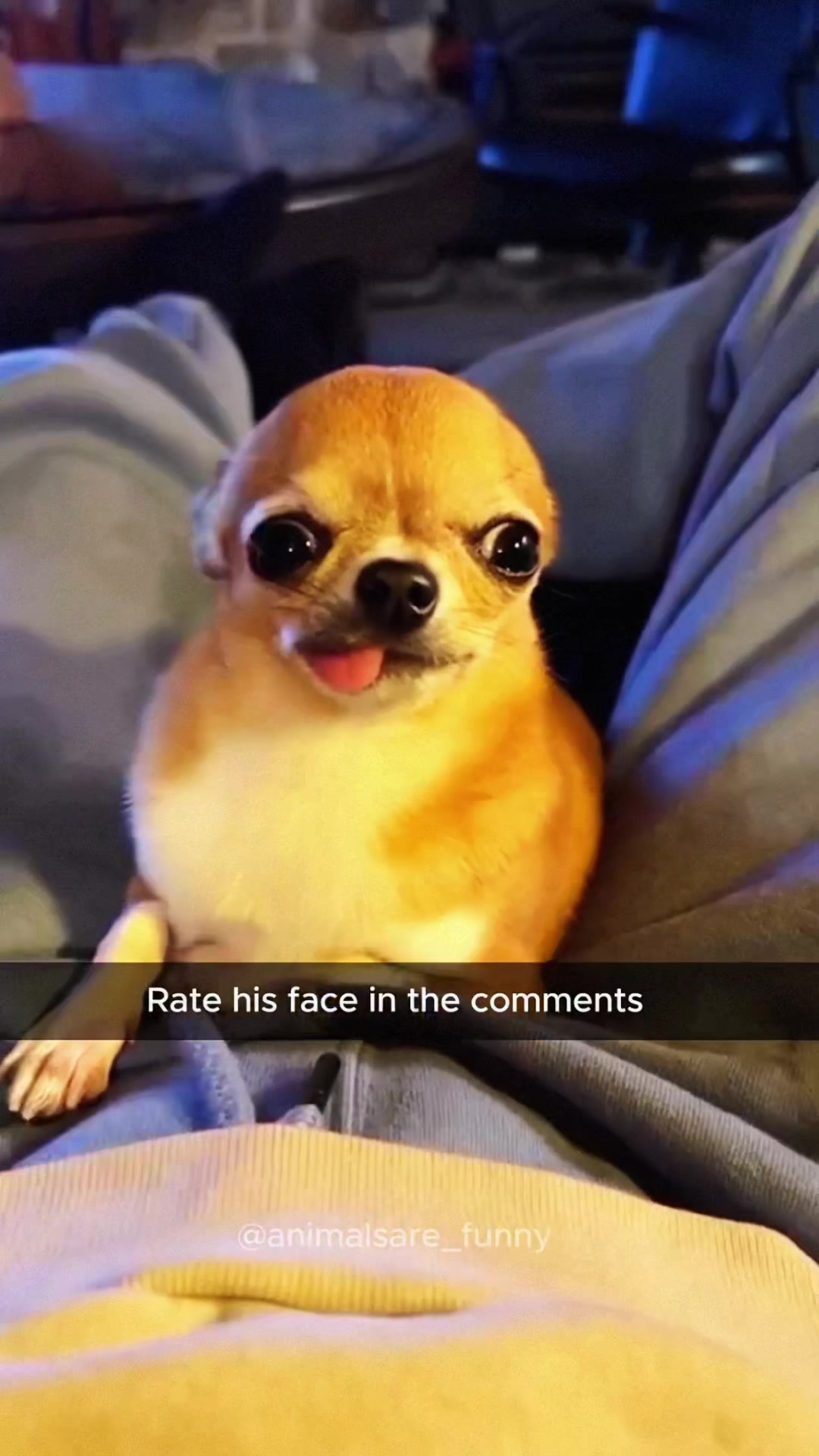 @Funny animals ๐น๐ถ๐บ๐ธ