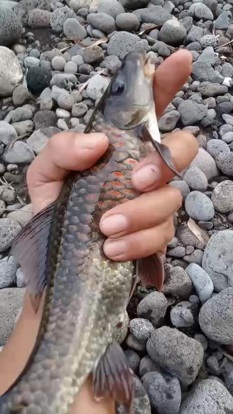 @Gasle Fishing