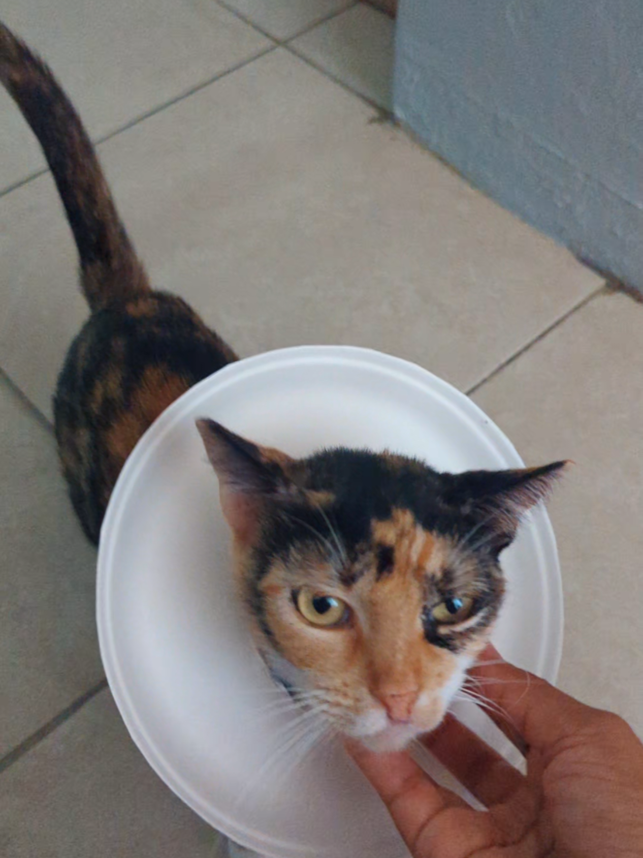 @itchaqueira fontanez
