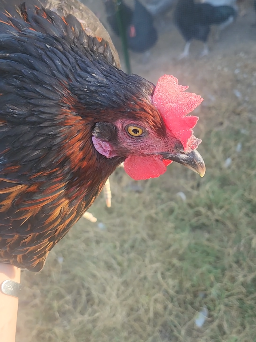 @Zero Clucks Given