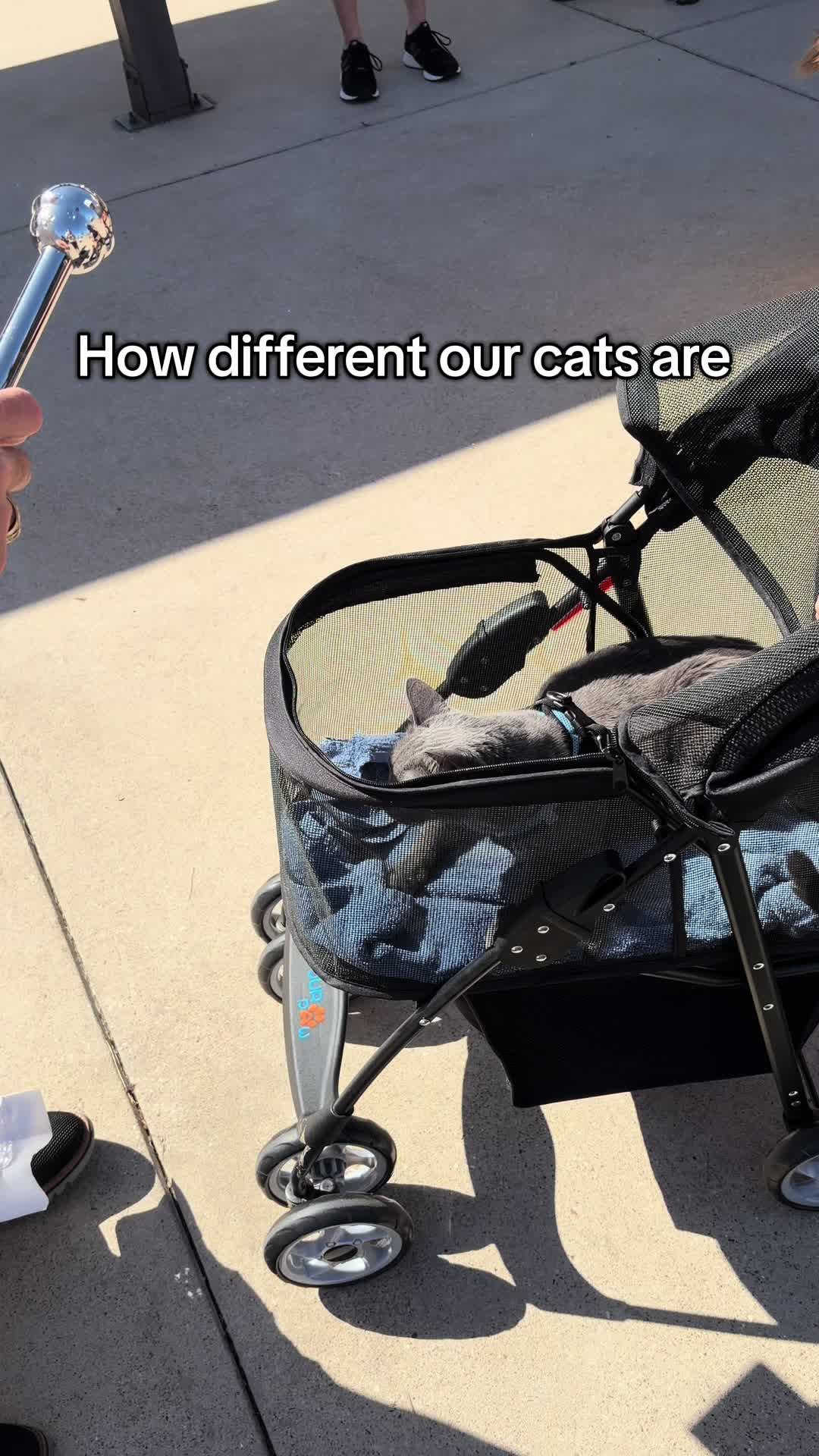 @Five.Meows