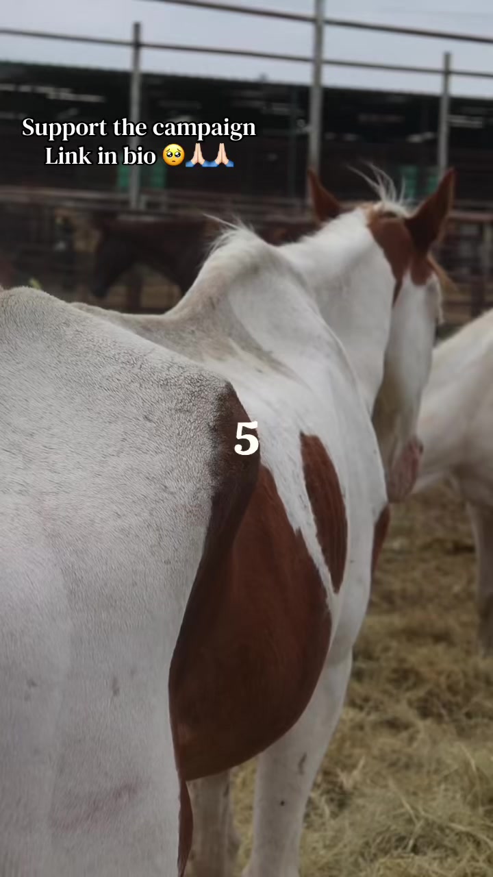 @maverickhorserescueorg