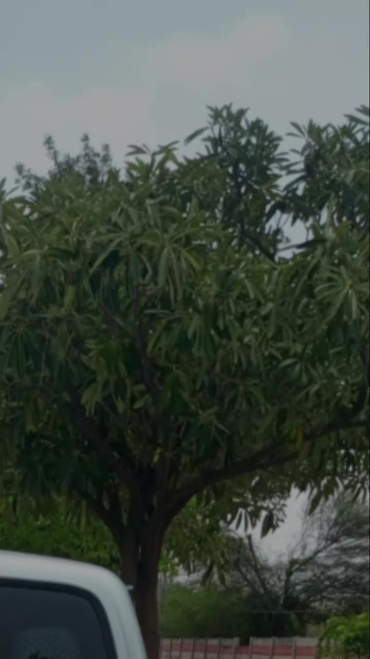 @kashi jutt Kharri ala