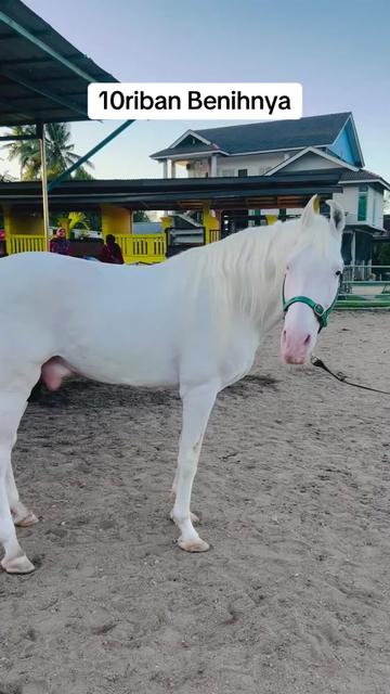 @Subdepo Arabian Park