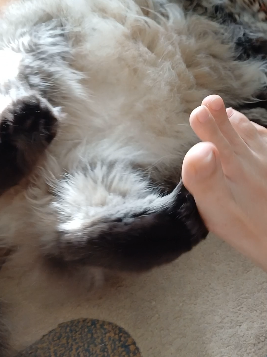 @cat_bayun_