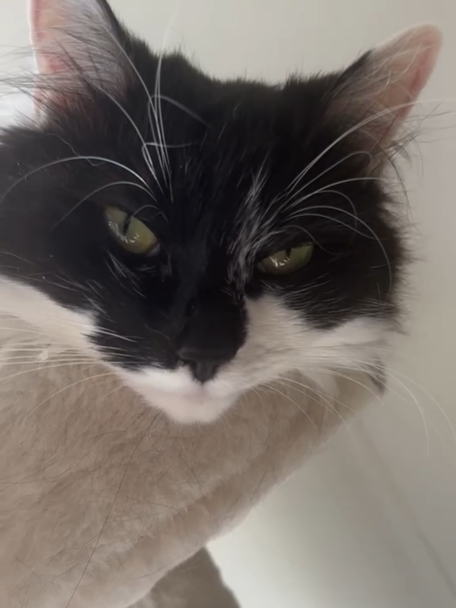 @2catlife
