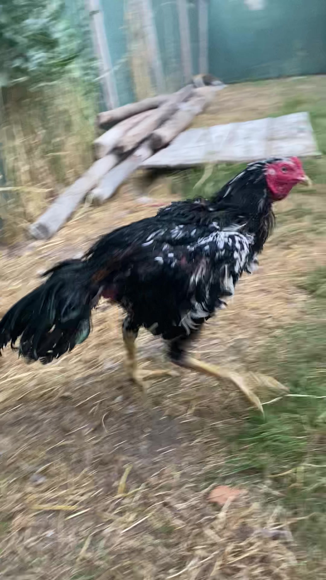 @Sivas Aslanları 🦅
