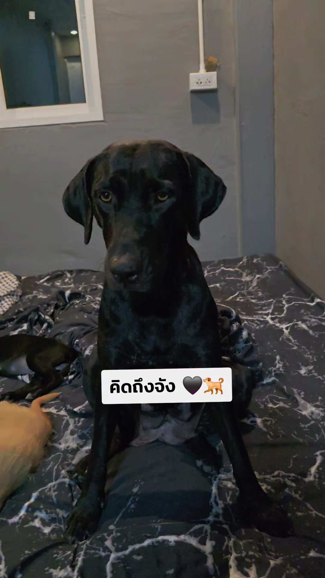 @อาร์ม วุฒิกร