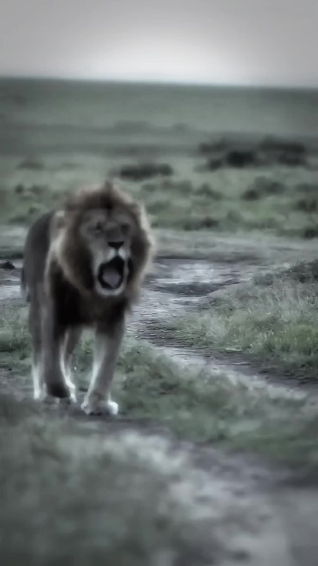@lion_world5
