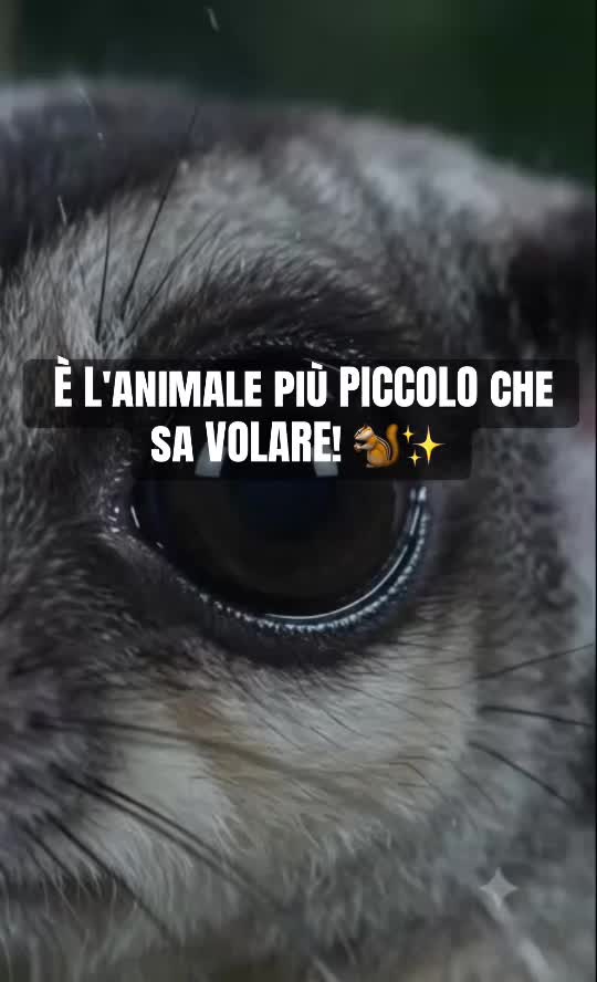 @AnimalAI