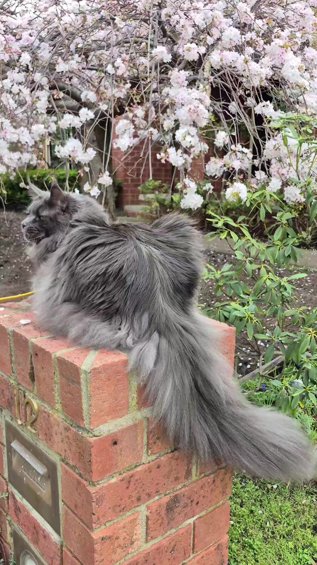 @Ragnar the Maine Coon 🐈