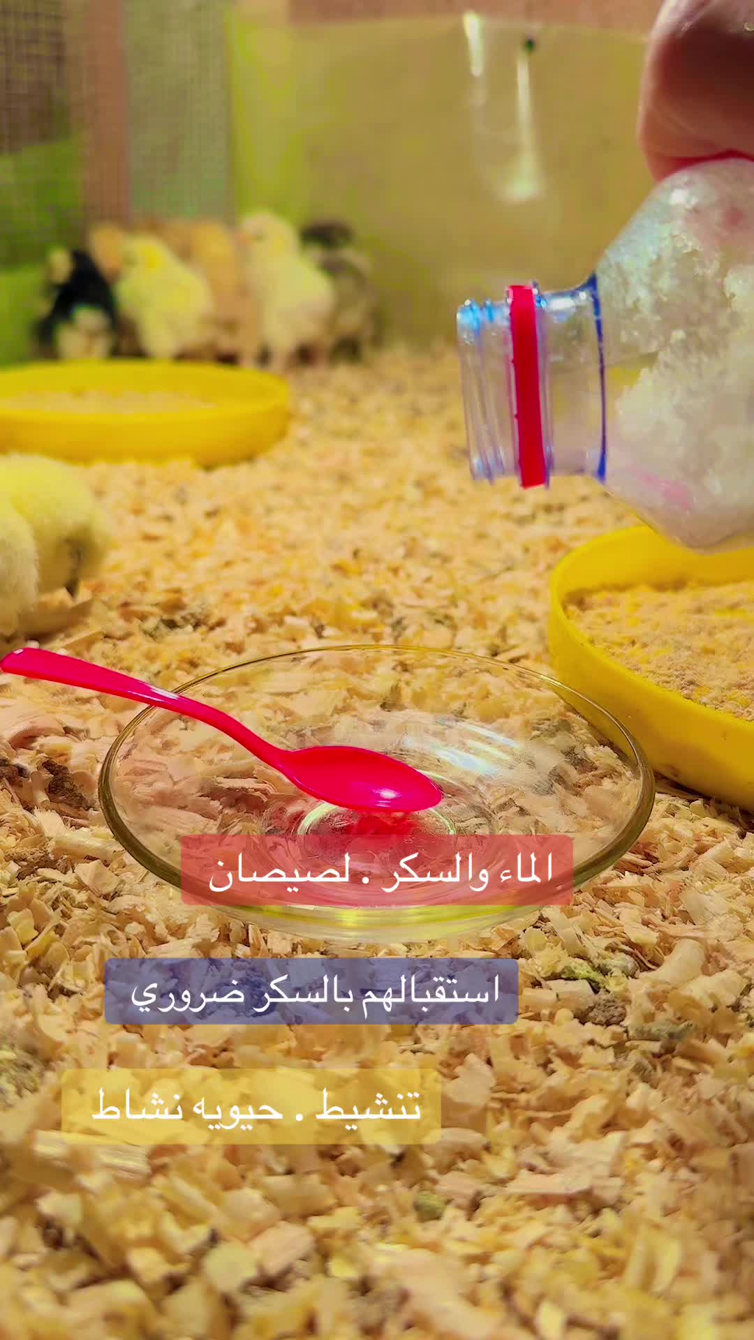 @نوادر الدجاج الزينه