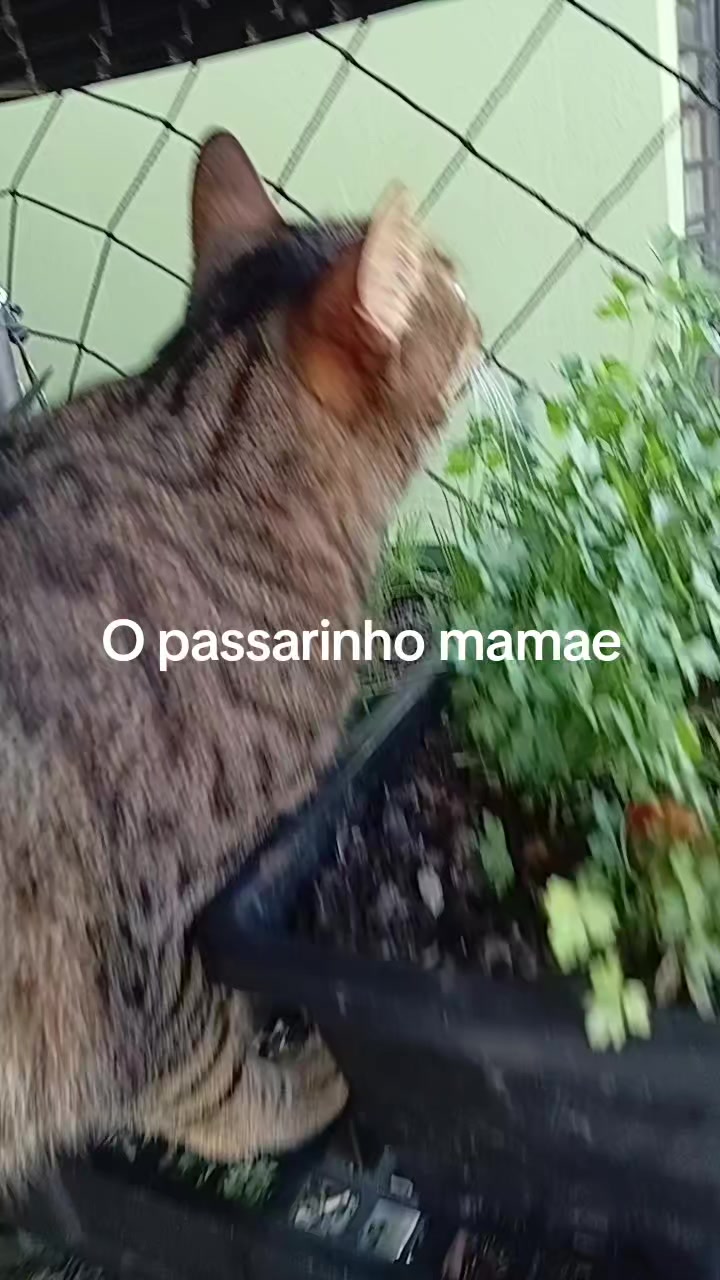 @cissarossato🍒😻