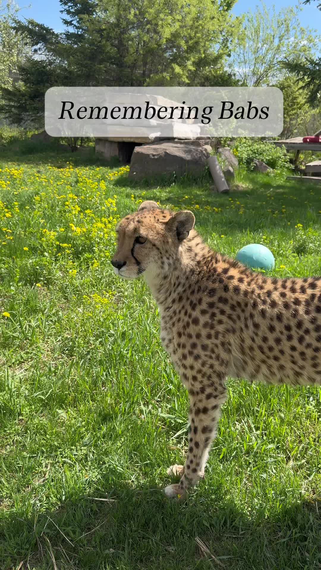 @The Wildcat Sanctuary