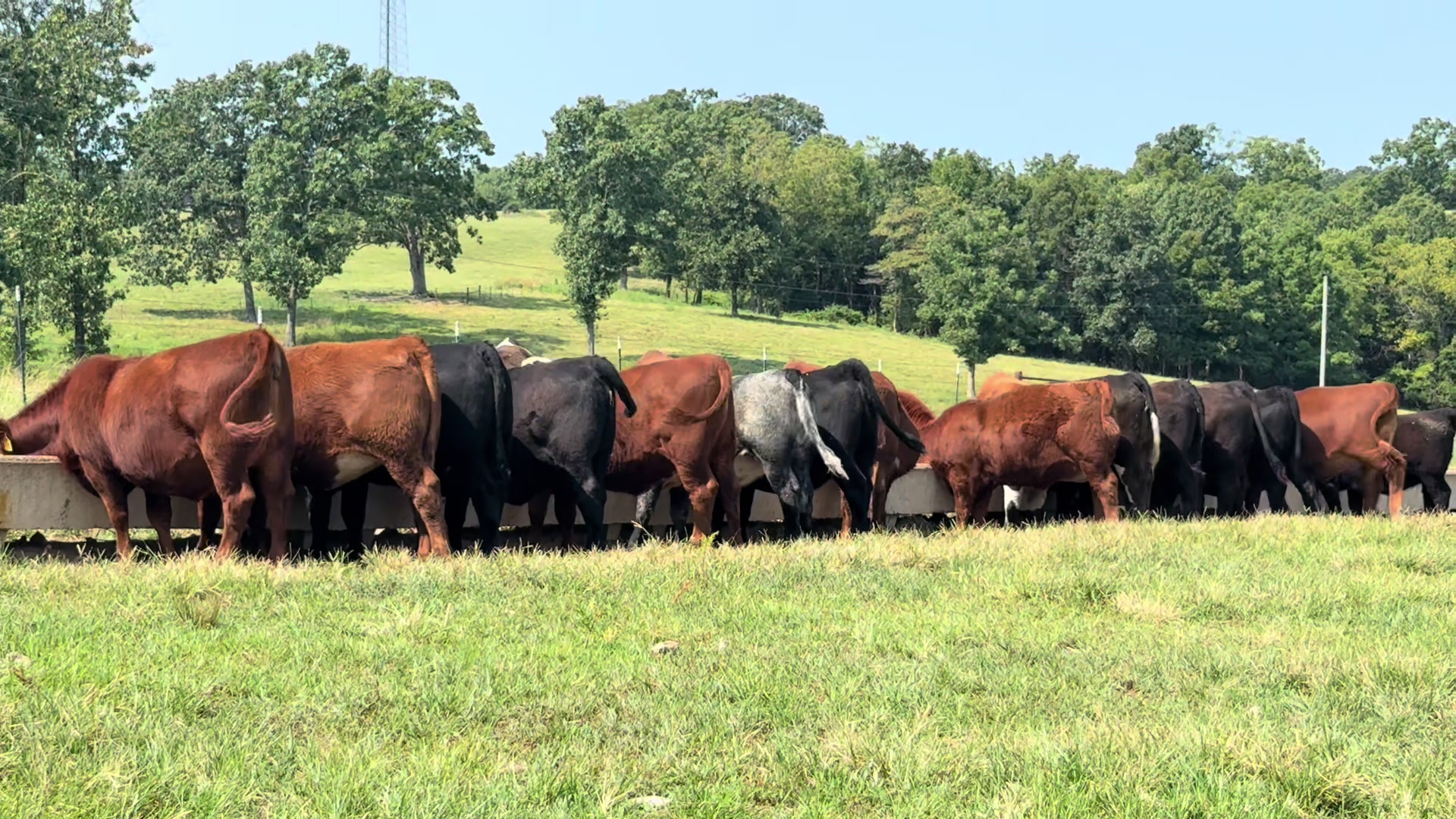 @Massey Land & Cattle