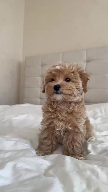 @Maltipoo Puppy Place