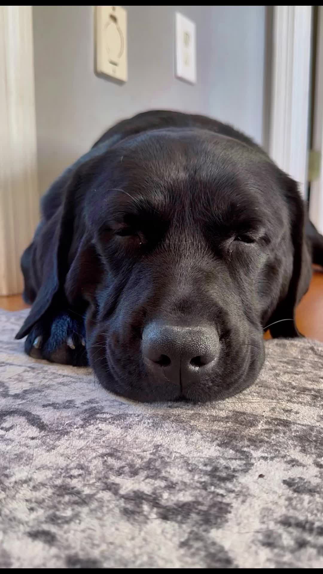 @DennisTheBlackLab