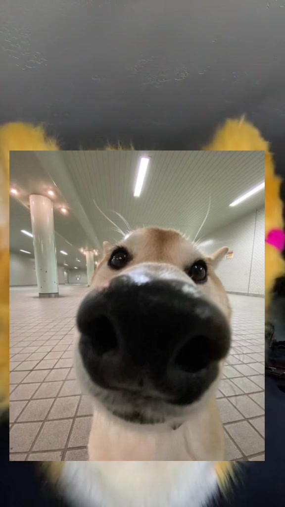 @Tenko🐾