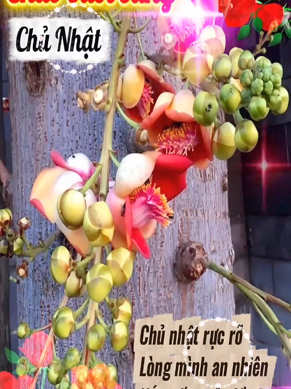 @Huỳnh Văn Được