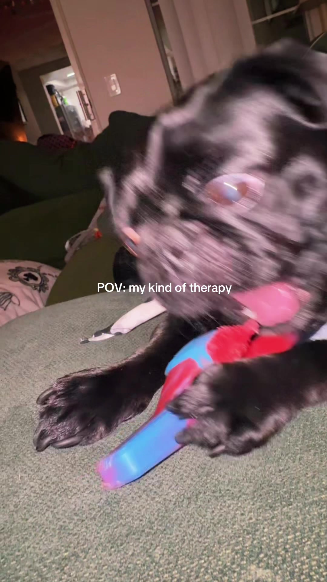 @Hershey The Pug