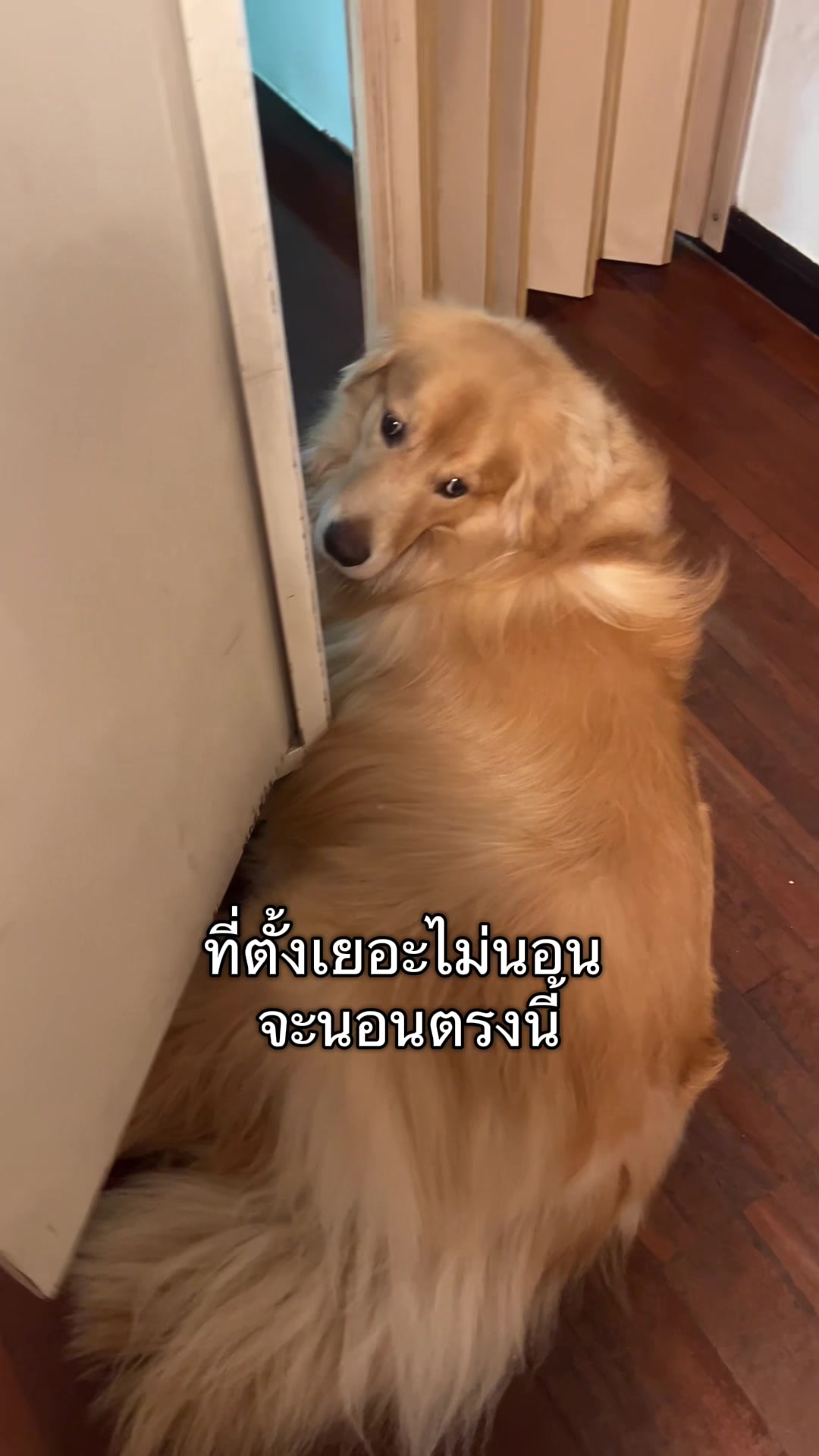@ตินติน โกเด้นตาเหล๋