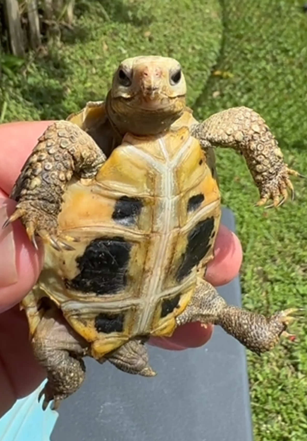 @Tommys_reptiles