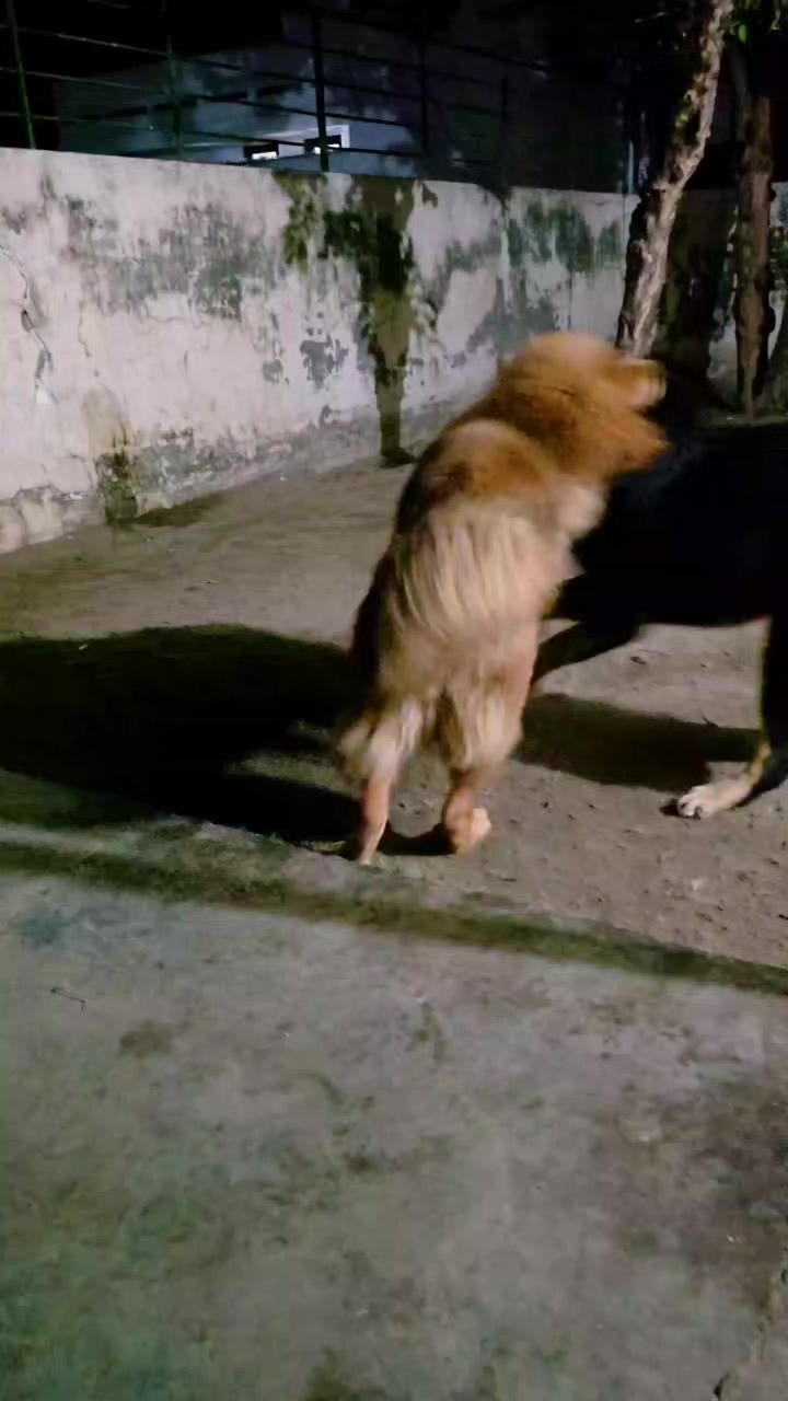 @Kashmiri_Bakrwal_Dog