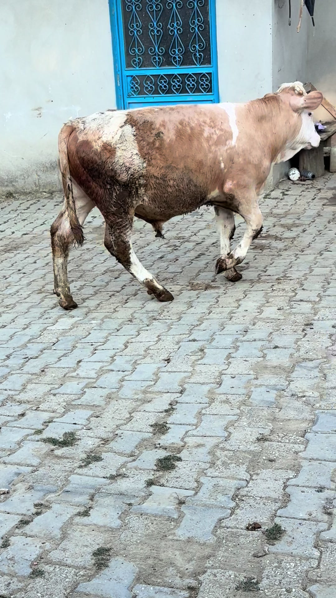 @Ahmet Çetin