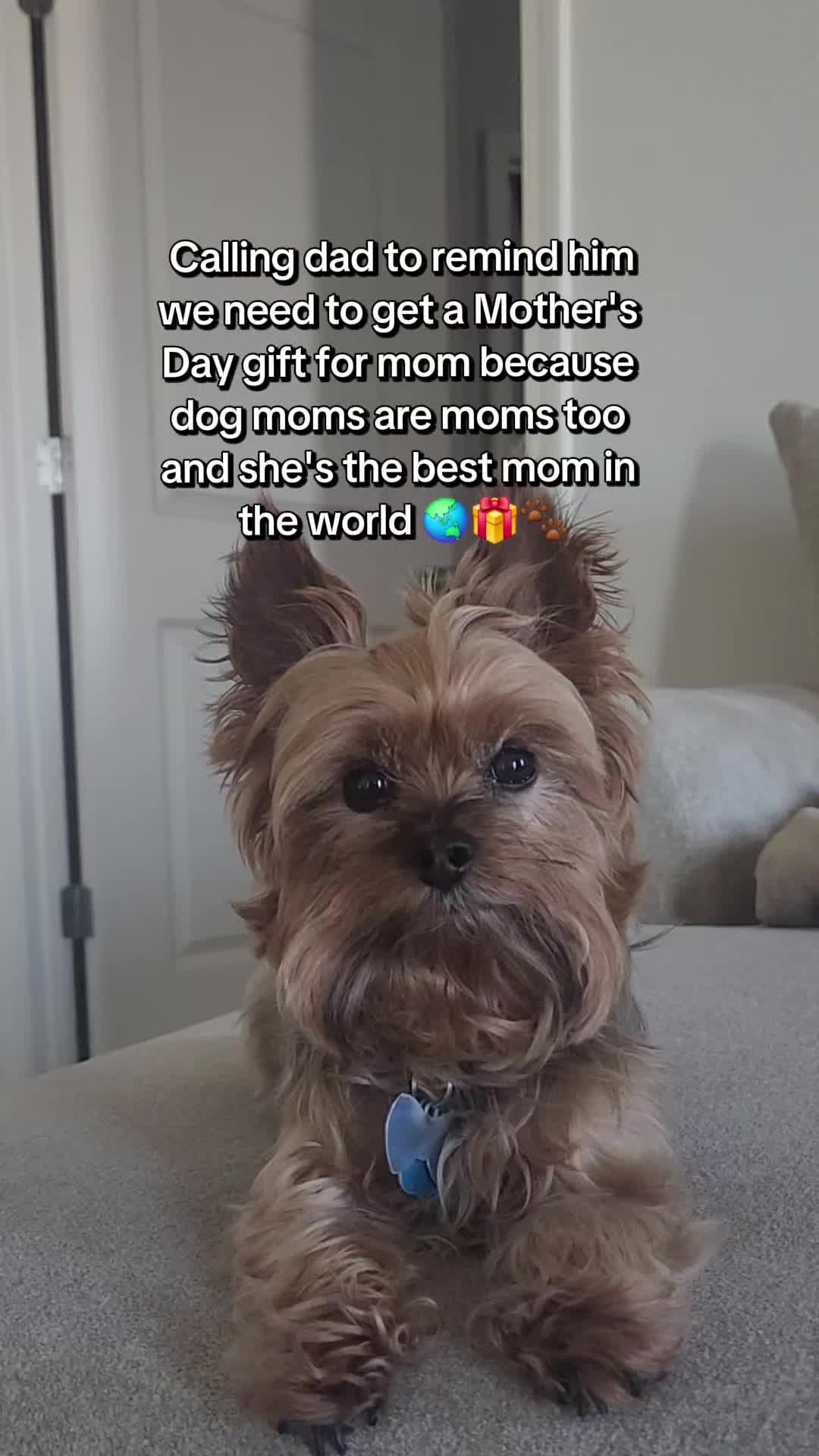 @Chase the Yorkie