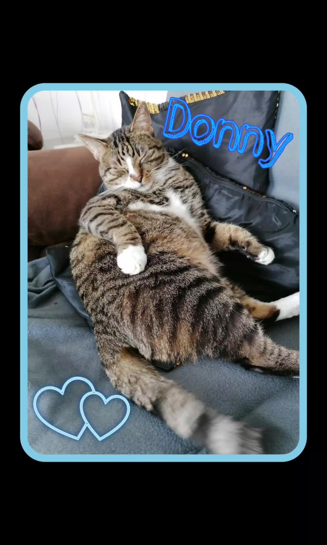 @Badcat _DHC🦁🦁