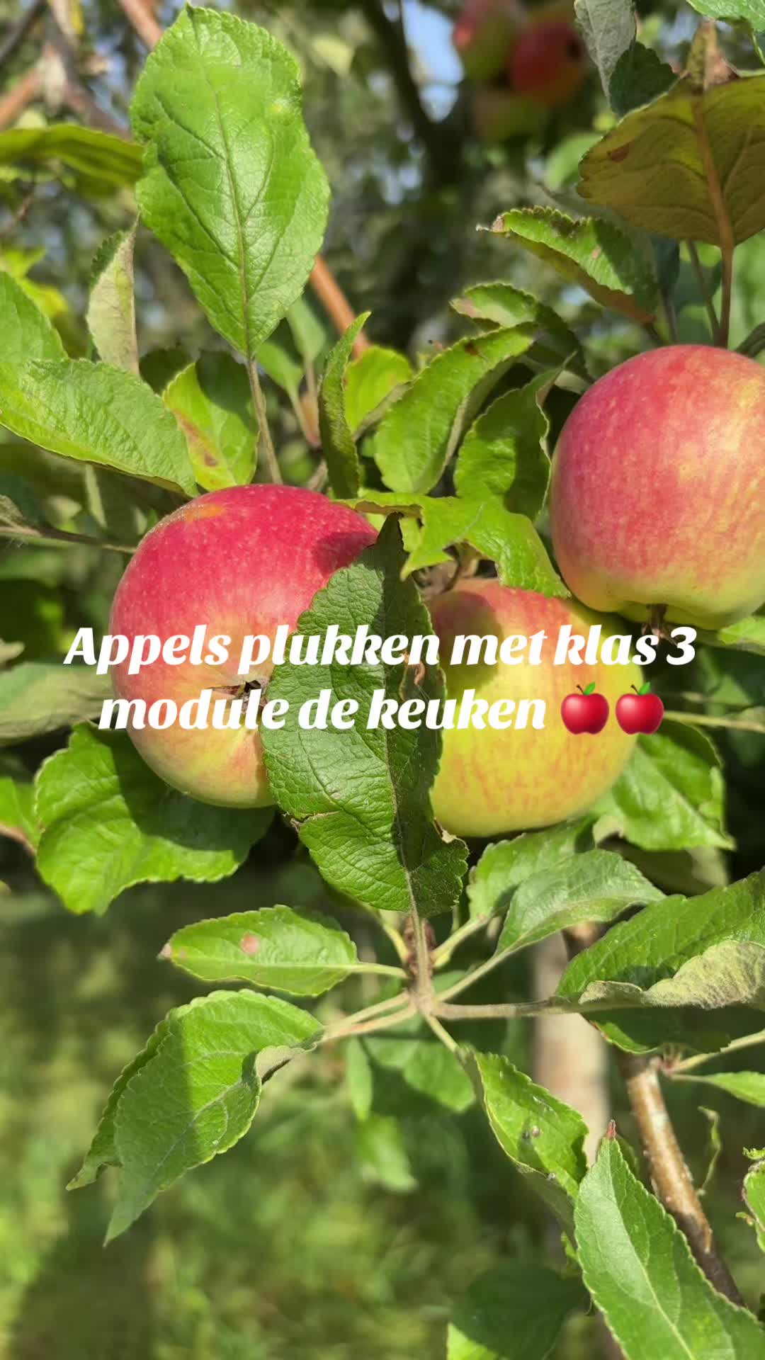@Bakken met meneer Bronsema
