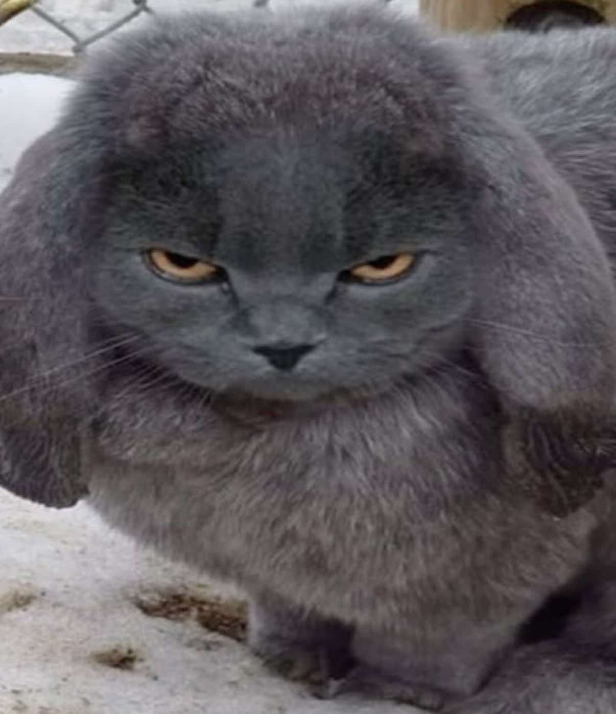 @cottagecat28