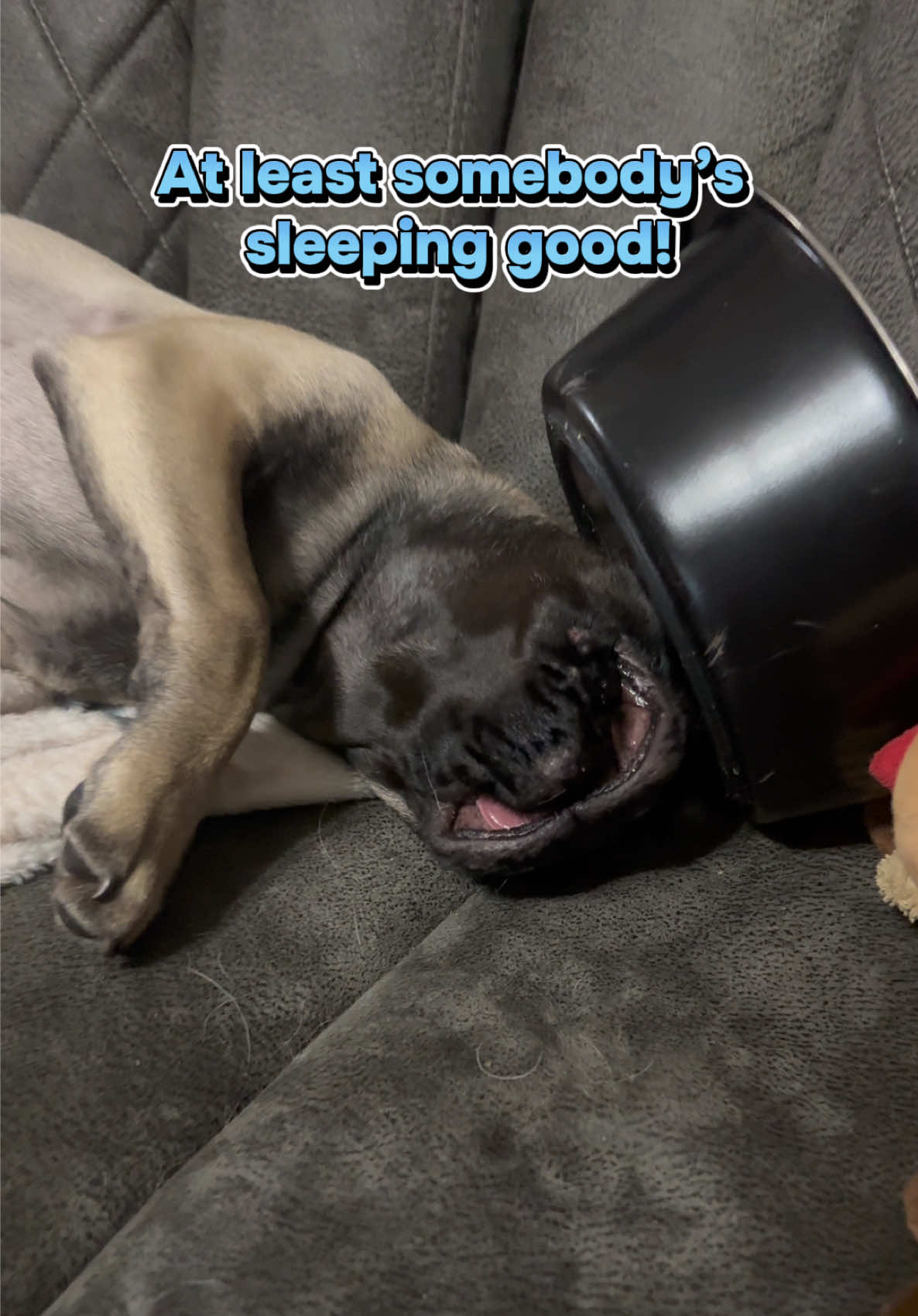 @The Stewart Pugs Plus Mom